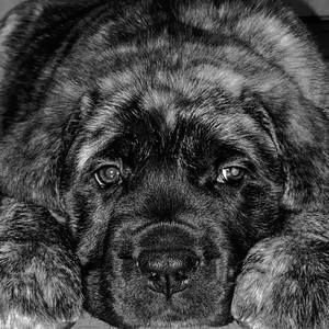 Meet your Posher, Kada